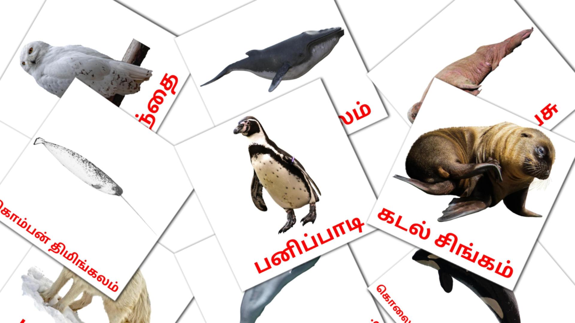 14 பனி வாழ் விலங்குகள் flashcards