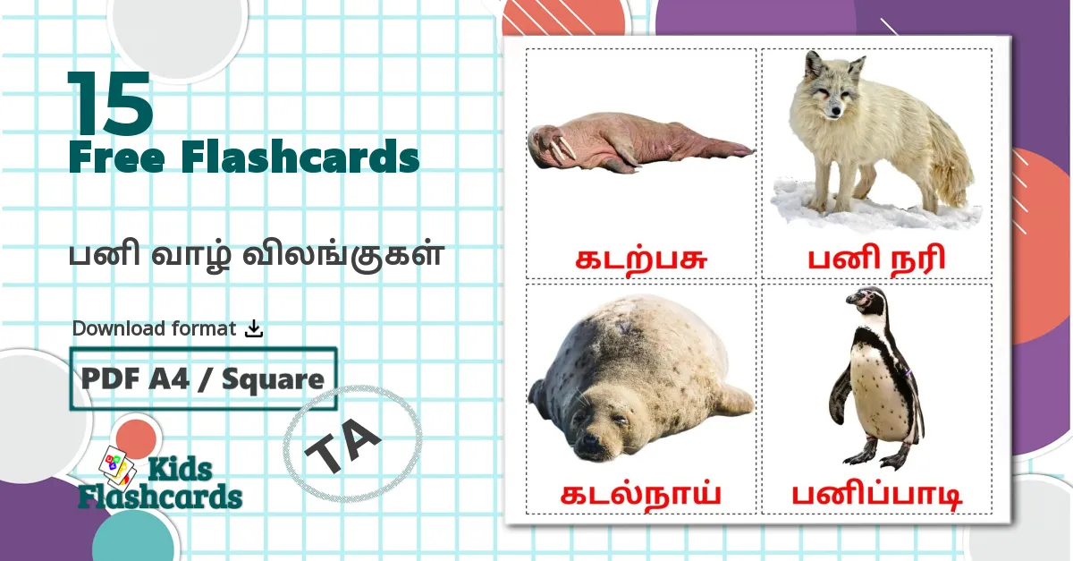 15 Arctic animals flashcards