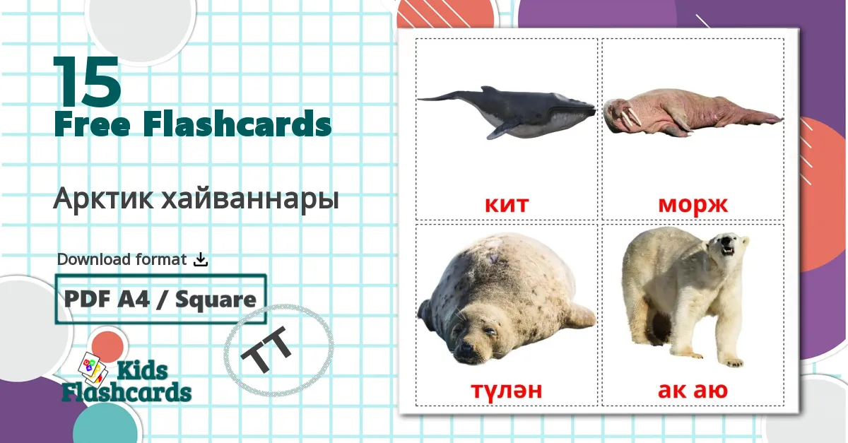 15 Арктик хайваннары  flashcards