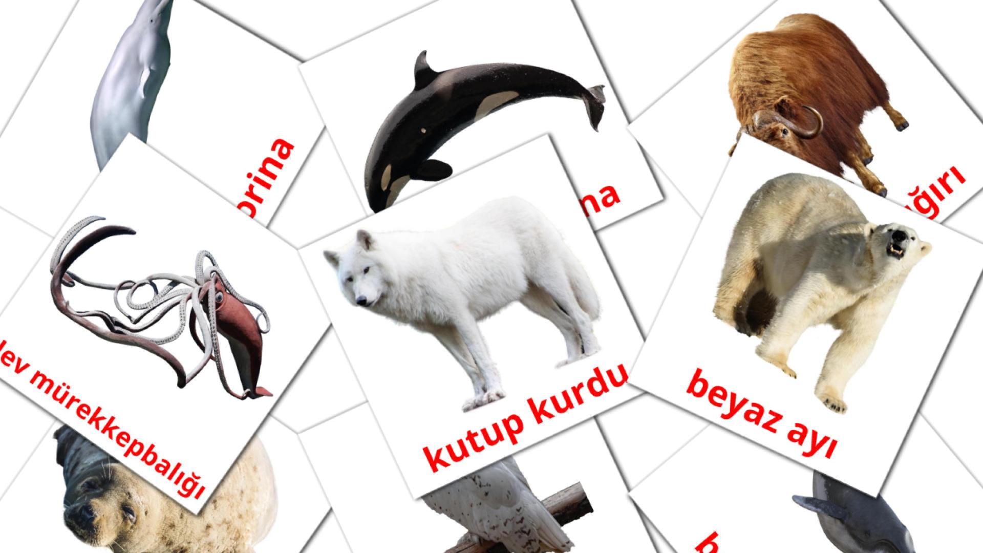 Bildkarten für Arktik hayvanlar