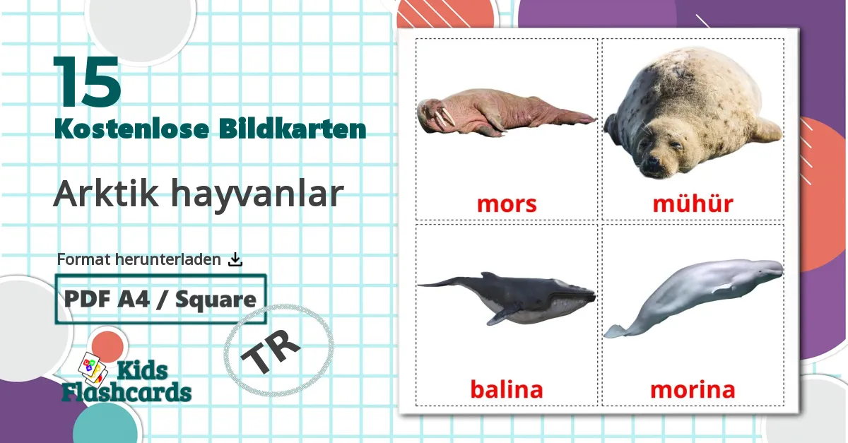 15 Bildkarten für Arktik hayvanlar