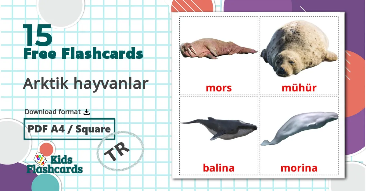 15 Arktik hayvanlar flashcards