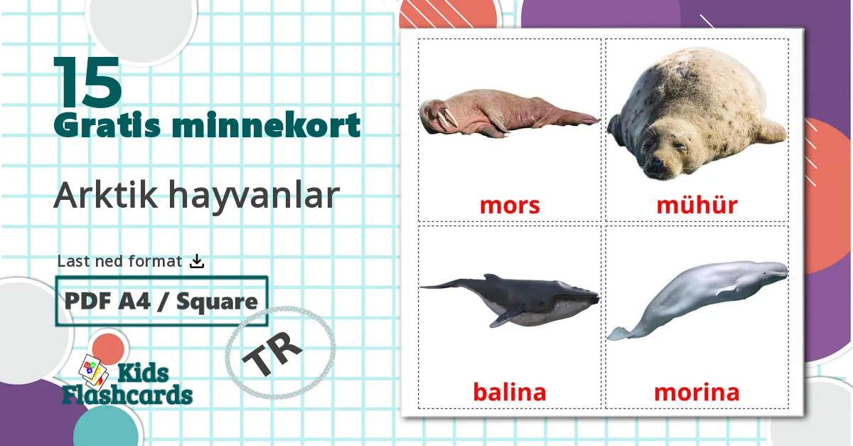 15 Arktik hayvanlar bildekort
