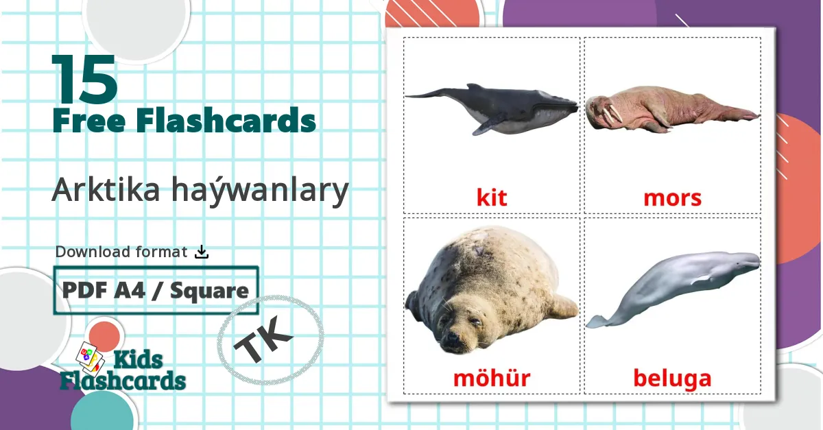 15 Arctic animals flashcards