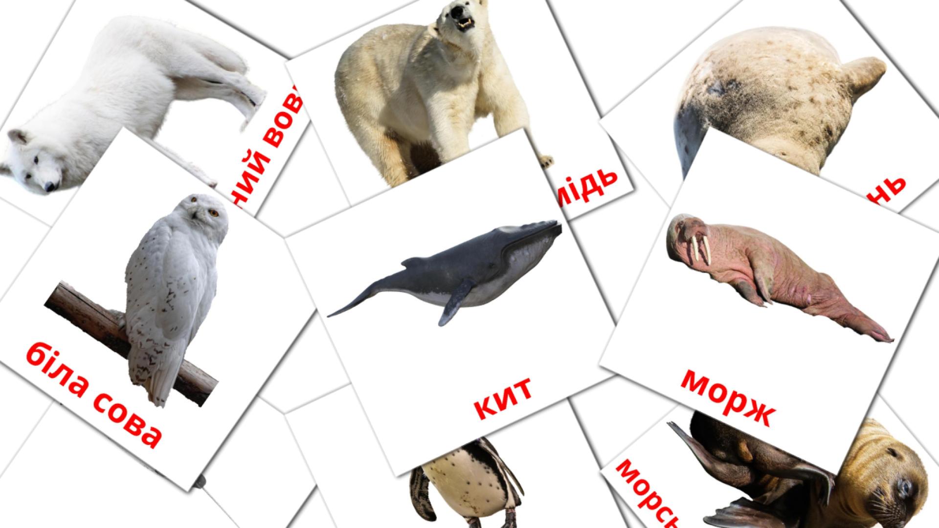 Карточки Домана Тварини арктики 
