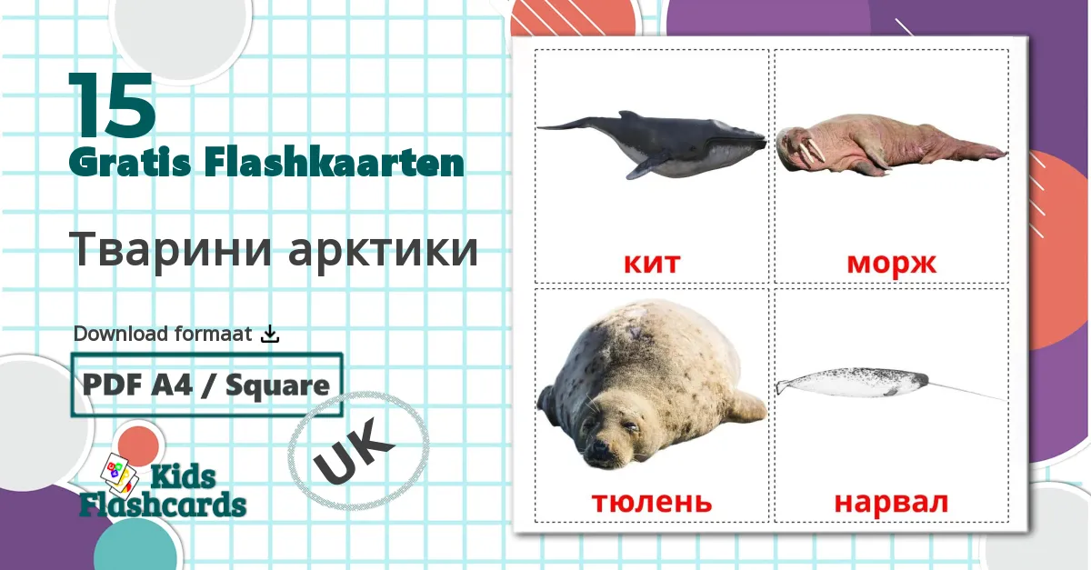 15 Тварини арктики  flashcards