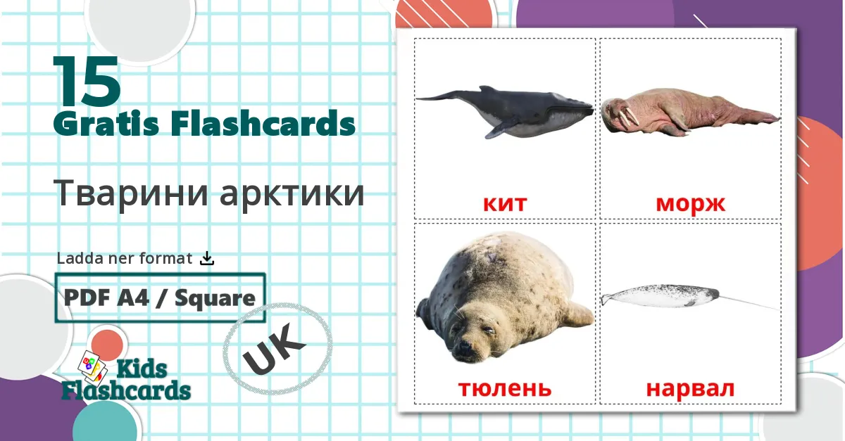 15 Тварини арктики  bildkort för barn