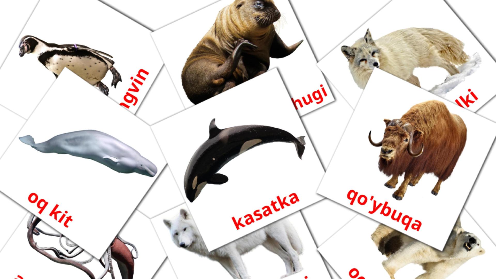 tarjetas didacticas de Arktika jonivorlari