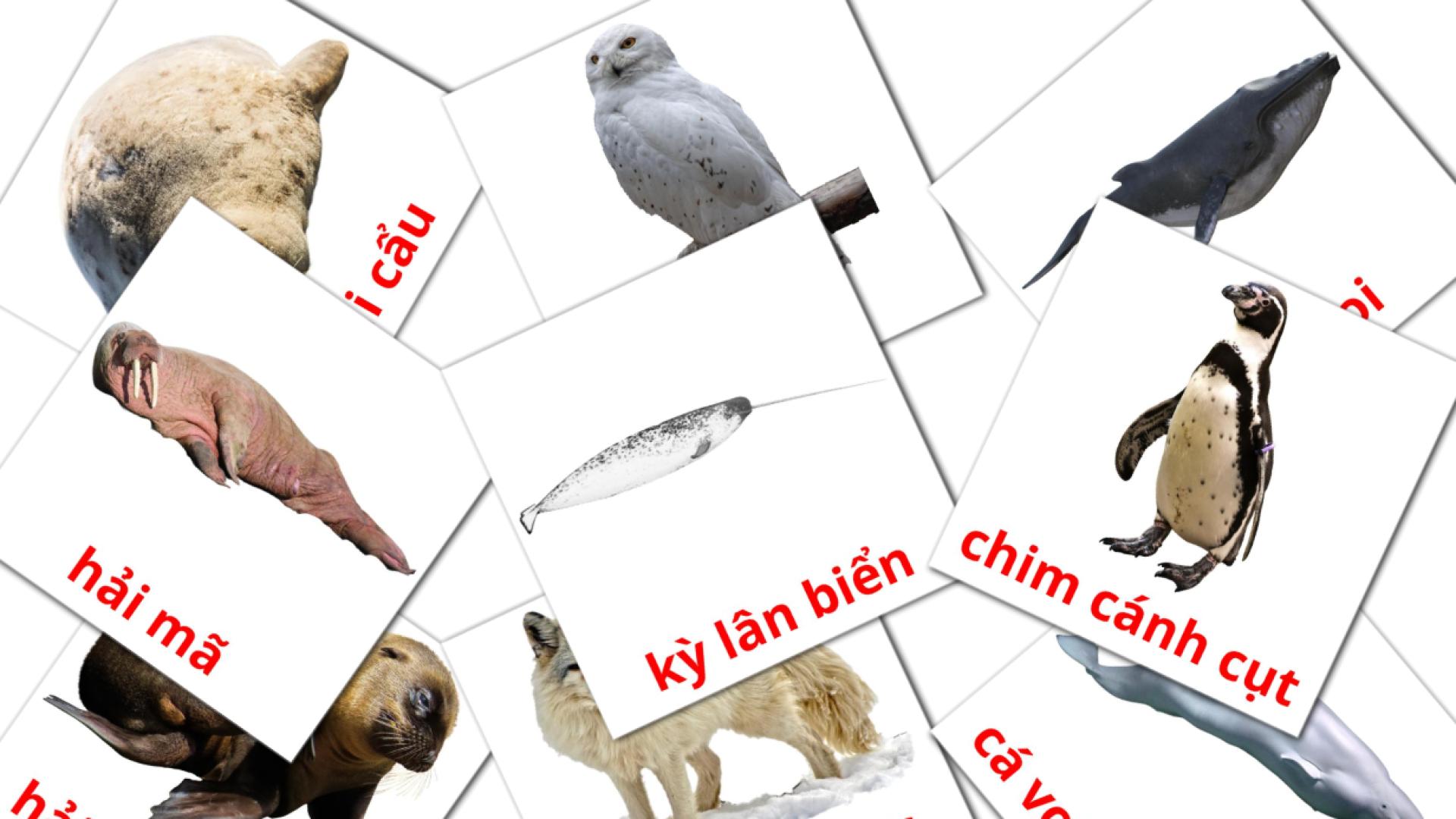 14 động vật vùng cực flashcards