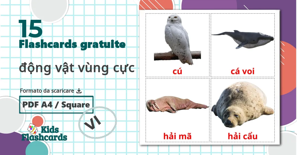 15 flashcards di động vật vùng cực