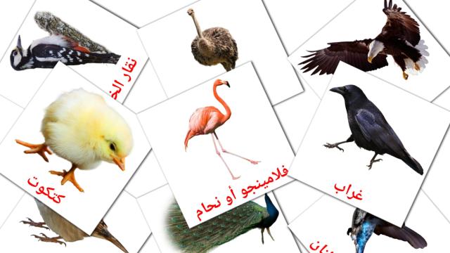 1300-free-arabic-flashcards-pdf-picture-vocabulary