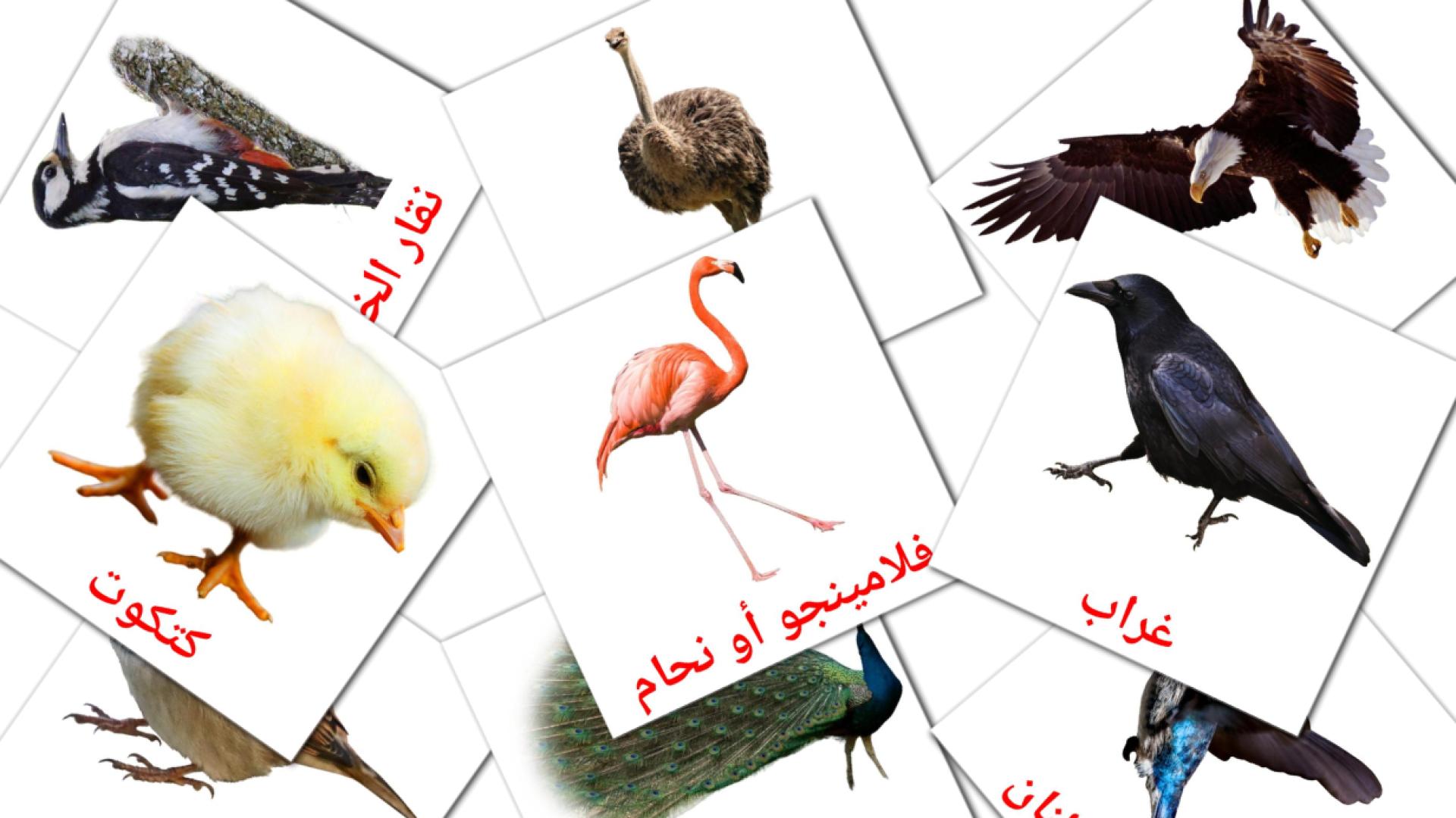 árabe tarjetas de vocabulario en رويط