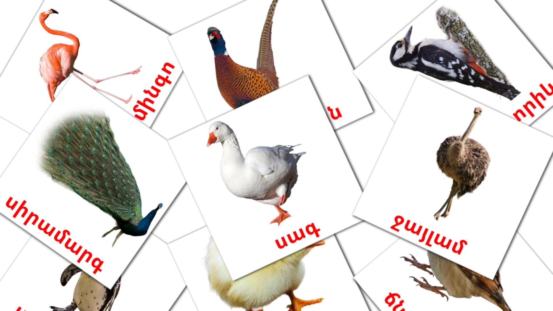 Թռչուններ Flashcards di vocabolario armeno