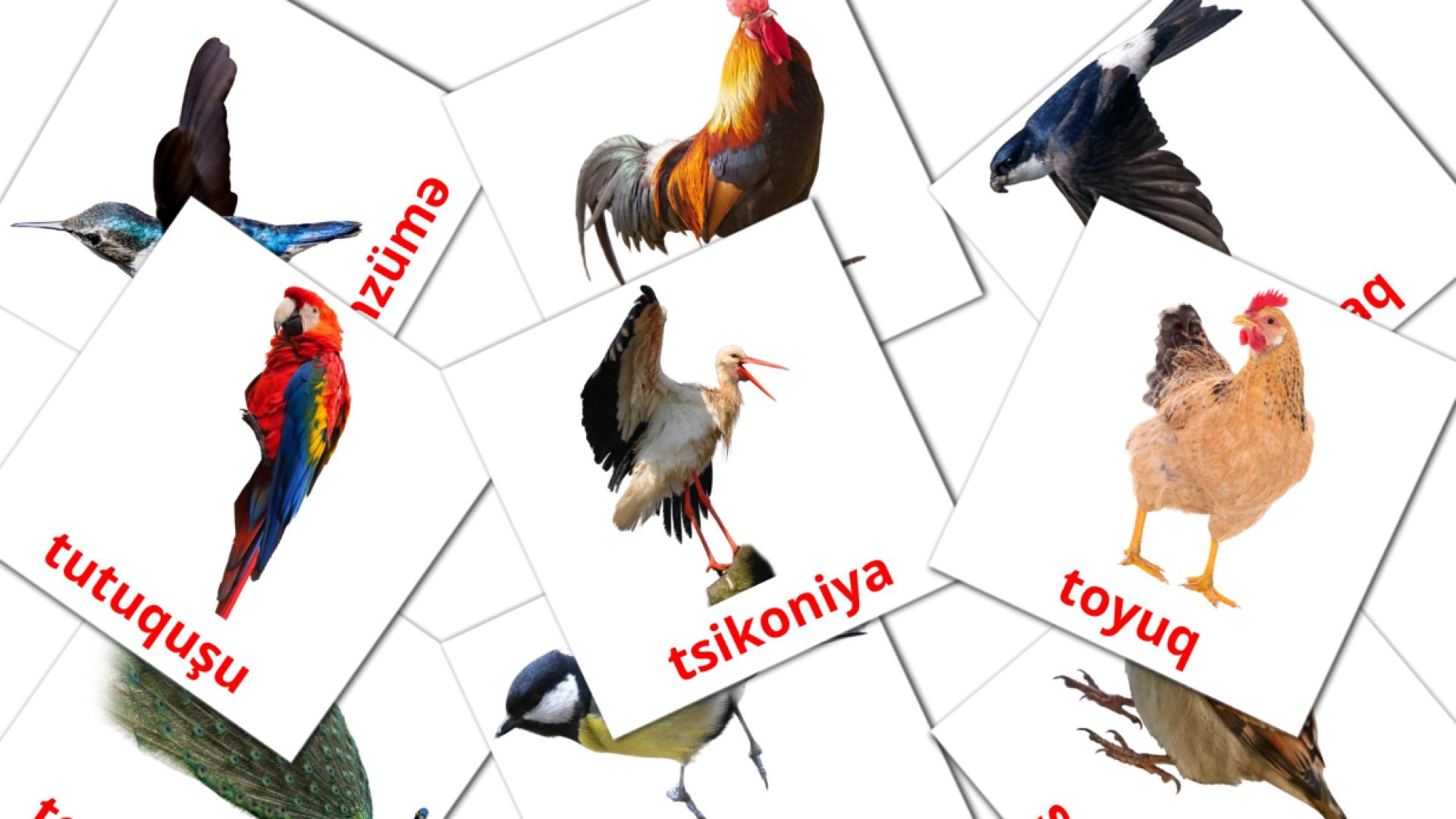 Quşlar Flashcards di vocabolario azerbaijani