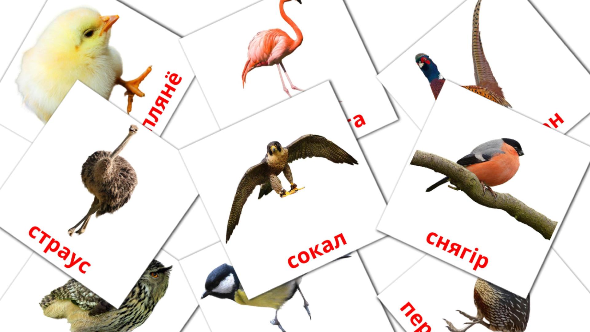 птицы belarusian vocabulary flashcards