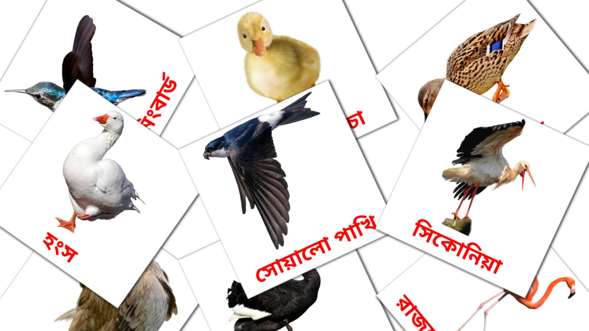 bengalí tarjetas de vocabulario en পাখি