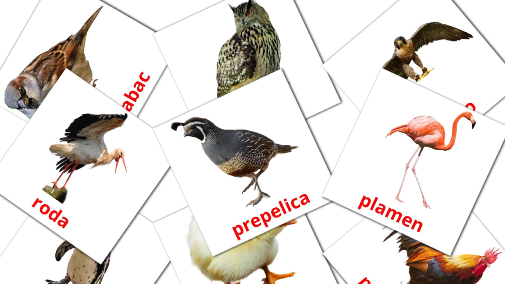 Ptice Flashcards di vocabolario bosniaco