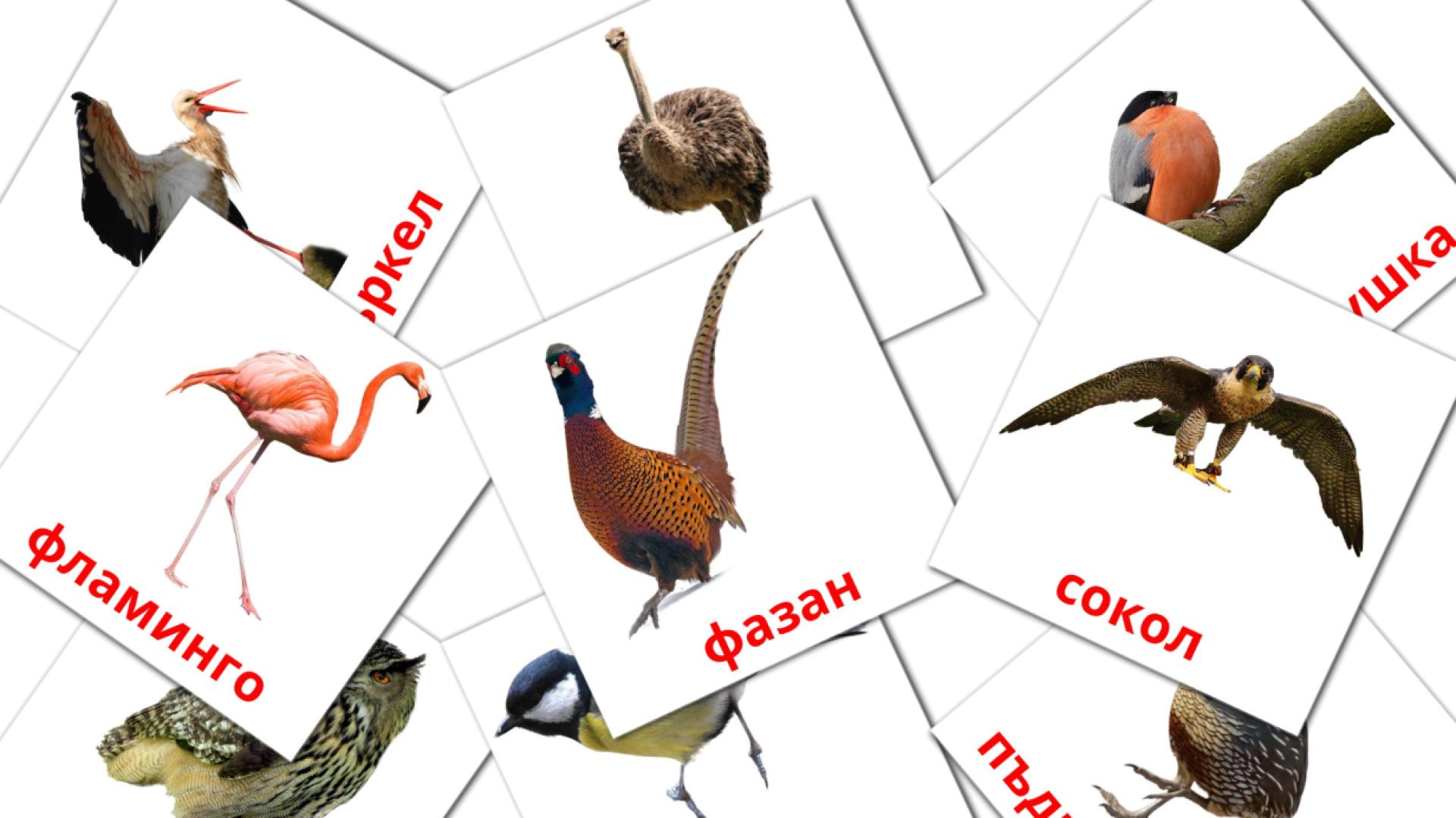 búlgaro tarjetas de vocabulario en Птици