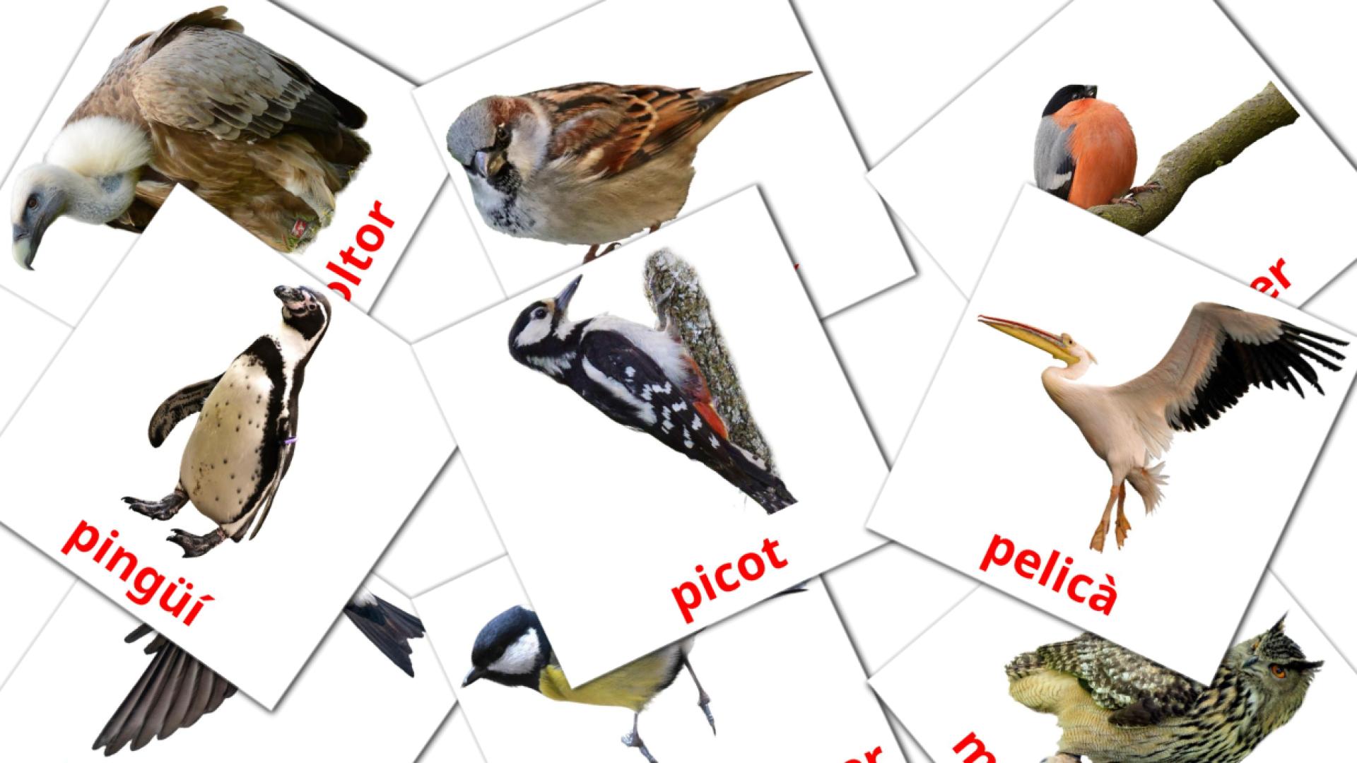 Ocells catalan vocabulary flashcards