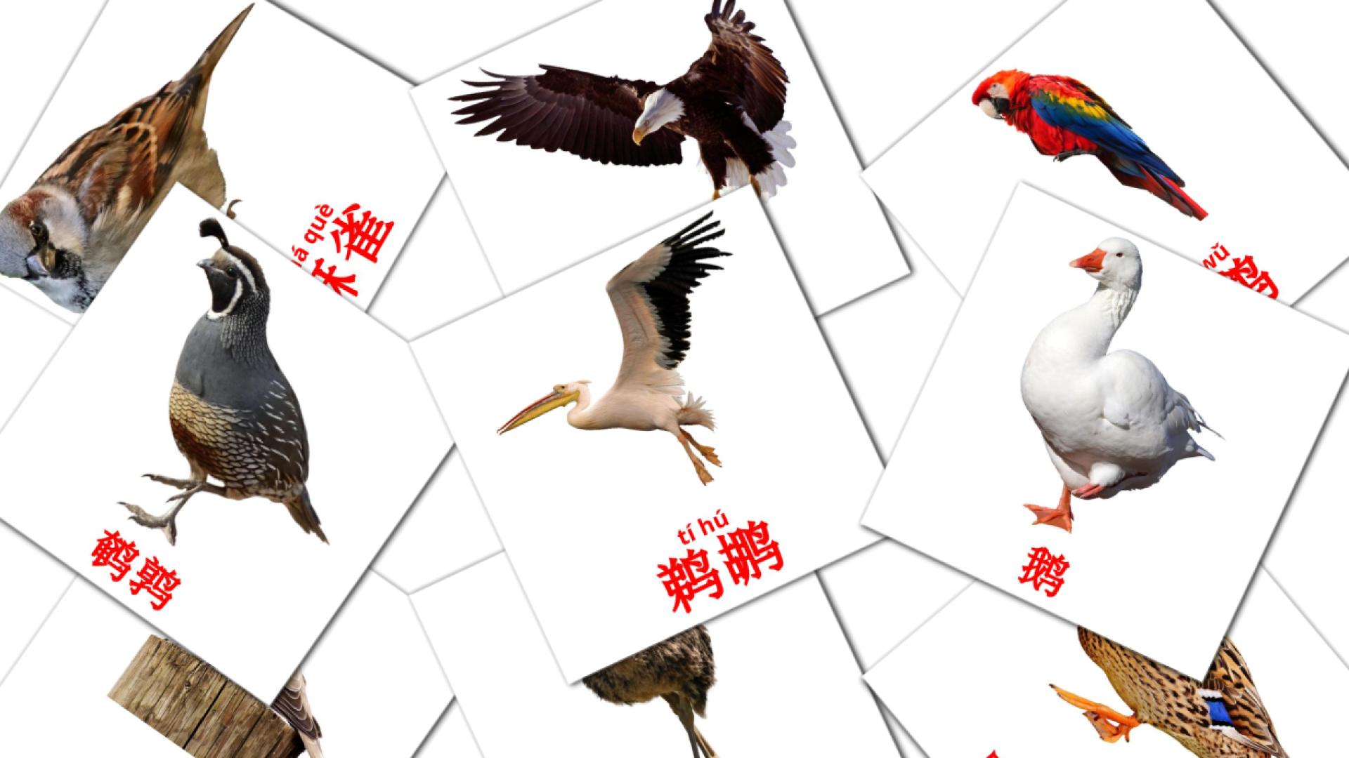 chino(simplificado) tarjetas de vocabulario en 鸟类