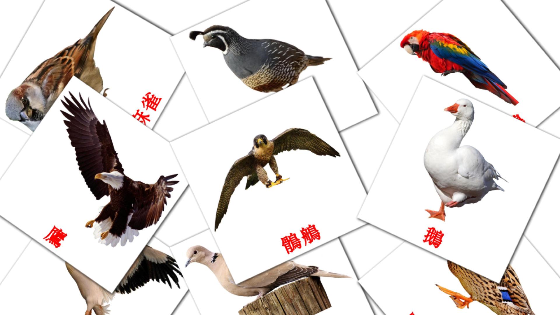 鳥兒 chinese(Traditional) vocabulary flashcards