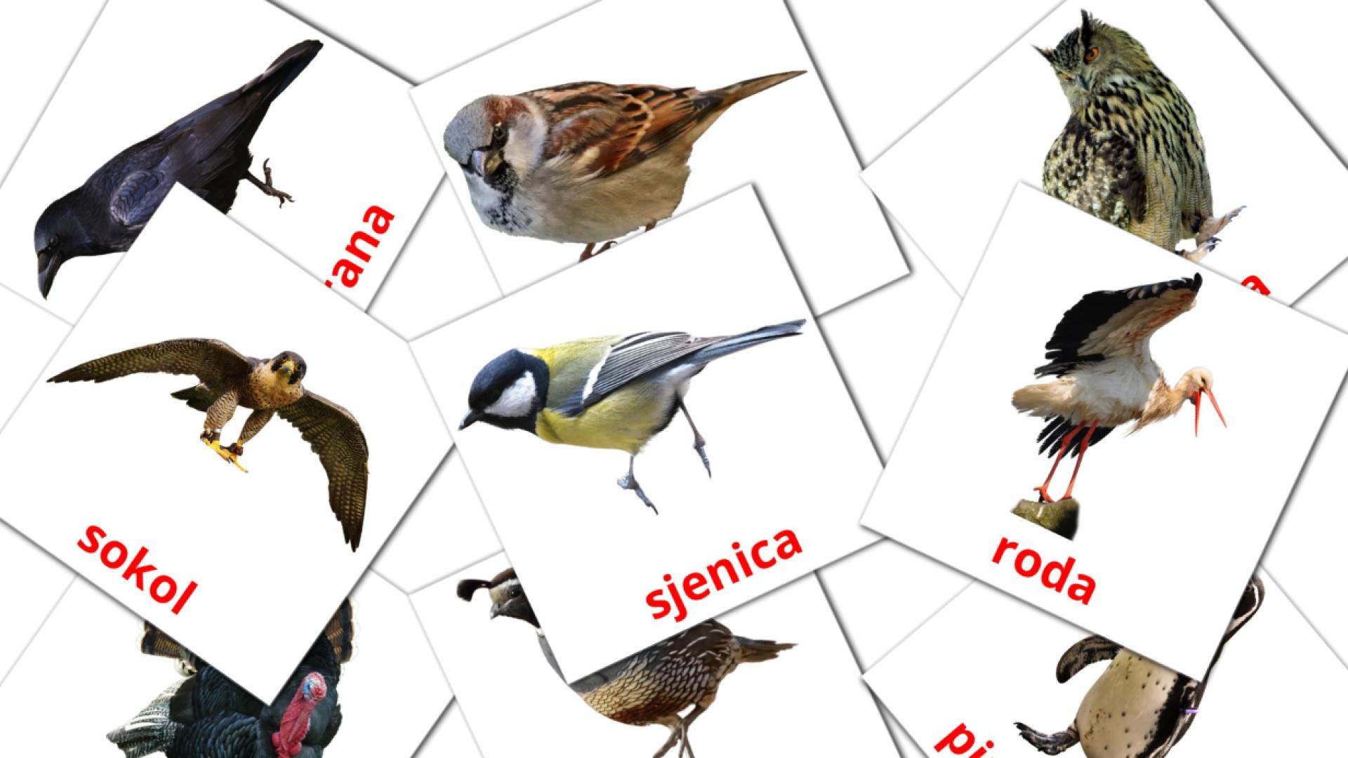 croata tarjetas de vocabulario en ptice