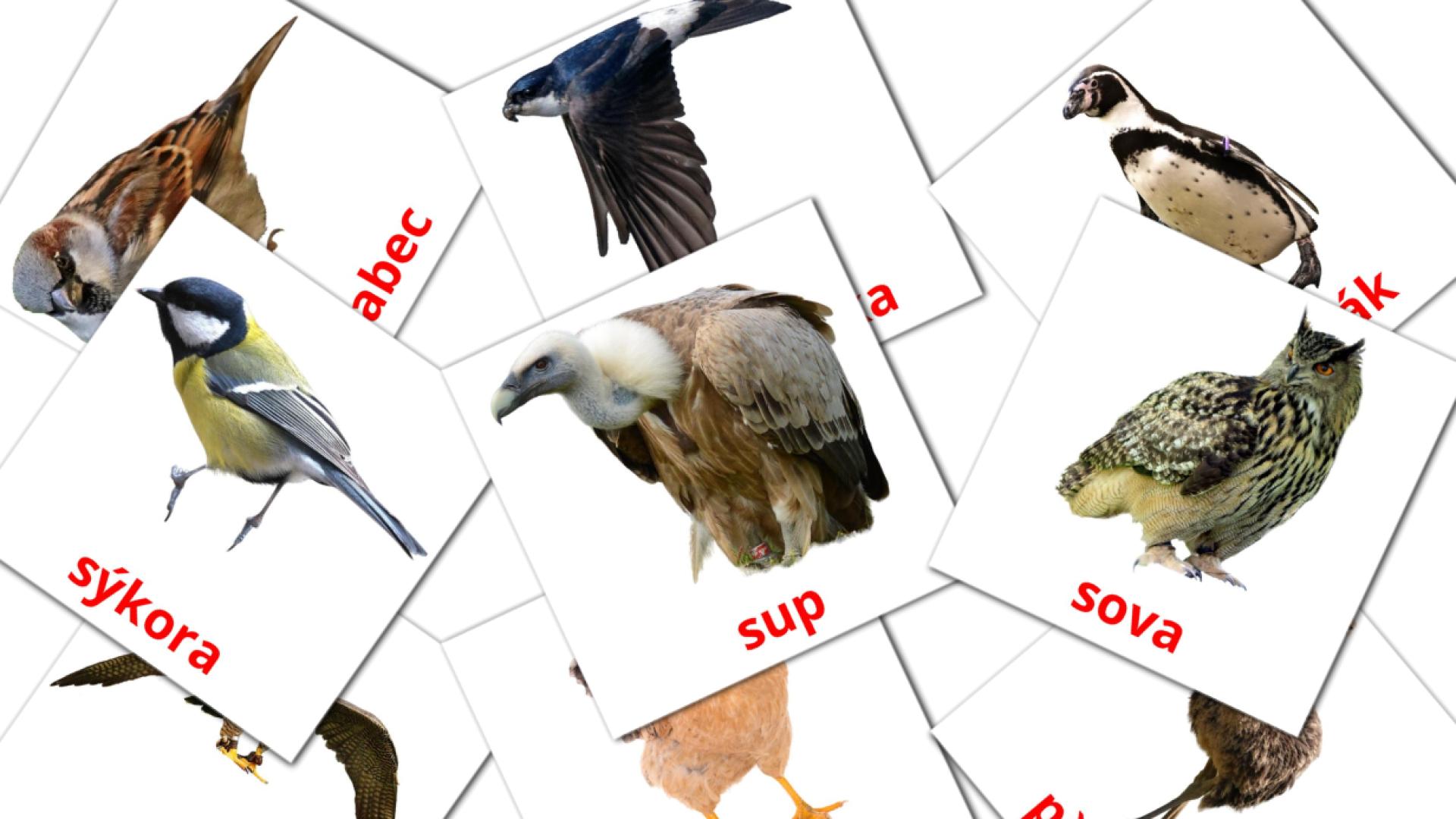 checo tarjetas de vocabulario en Ptáci