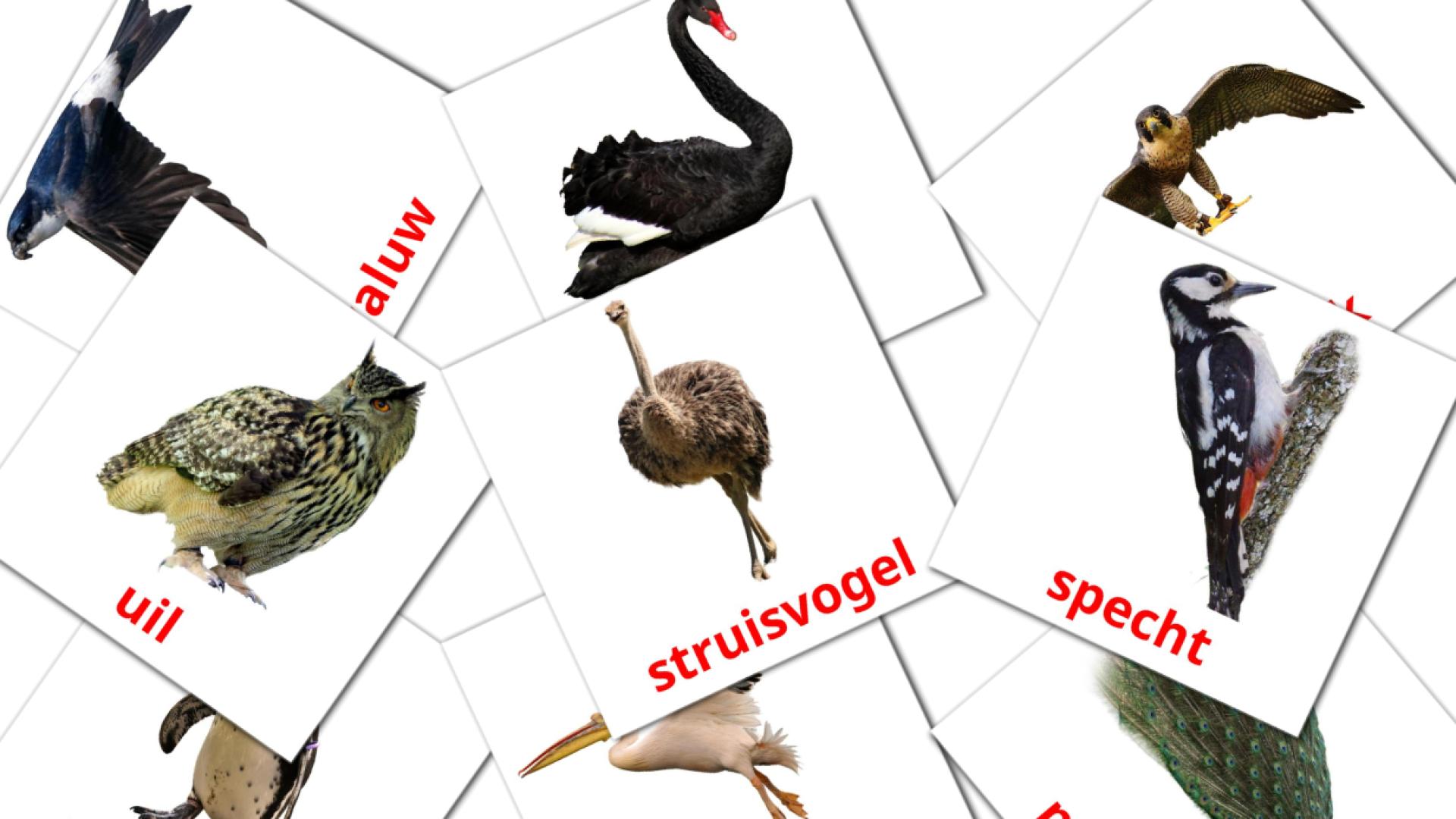 Fiches de vocabulaire néerlandaises sur Vogels
