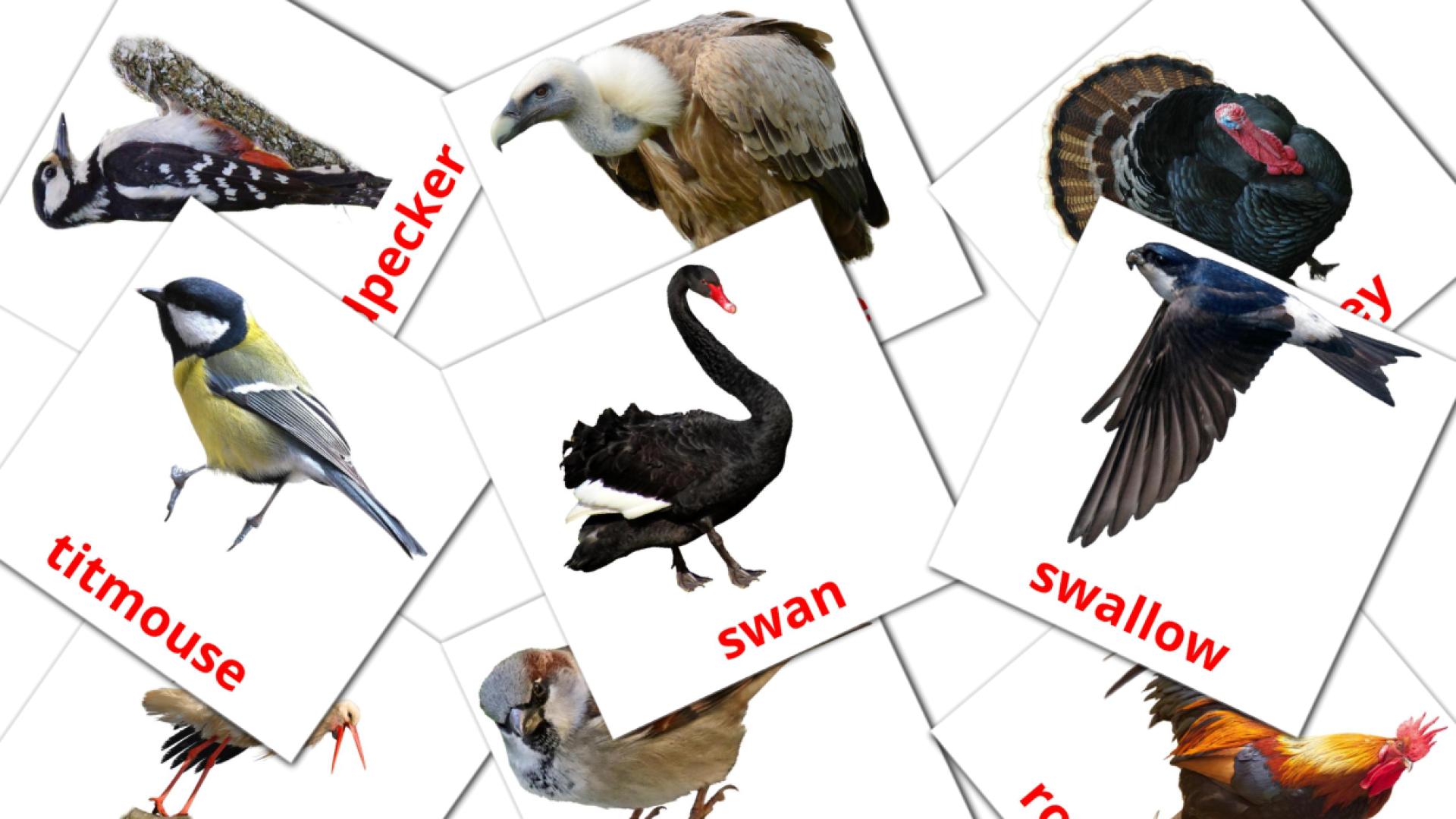Birds macedonian vocabulary flashcards