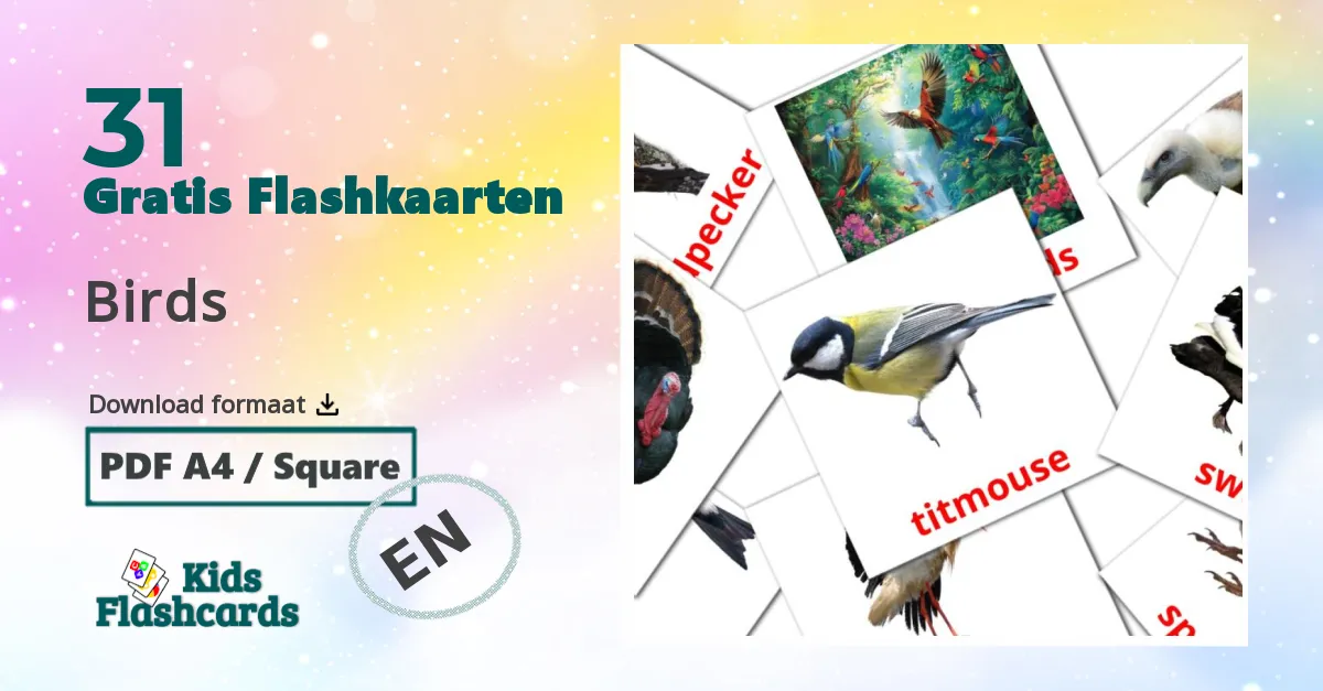 31 Birds flashcards