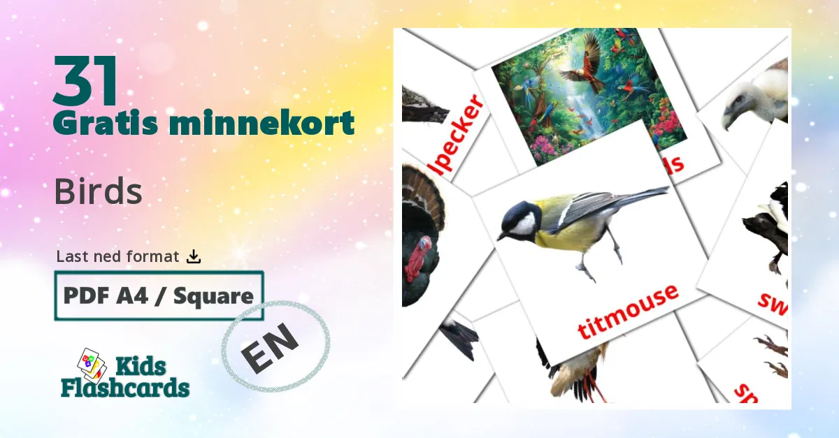 Birds bildekort for barn på engelsk