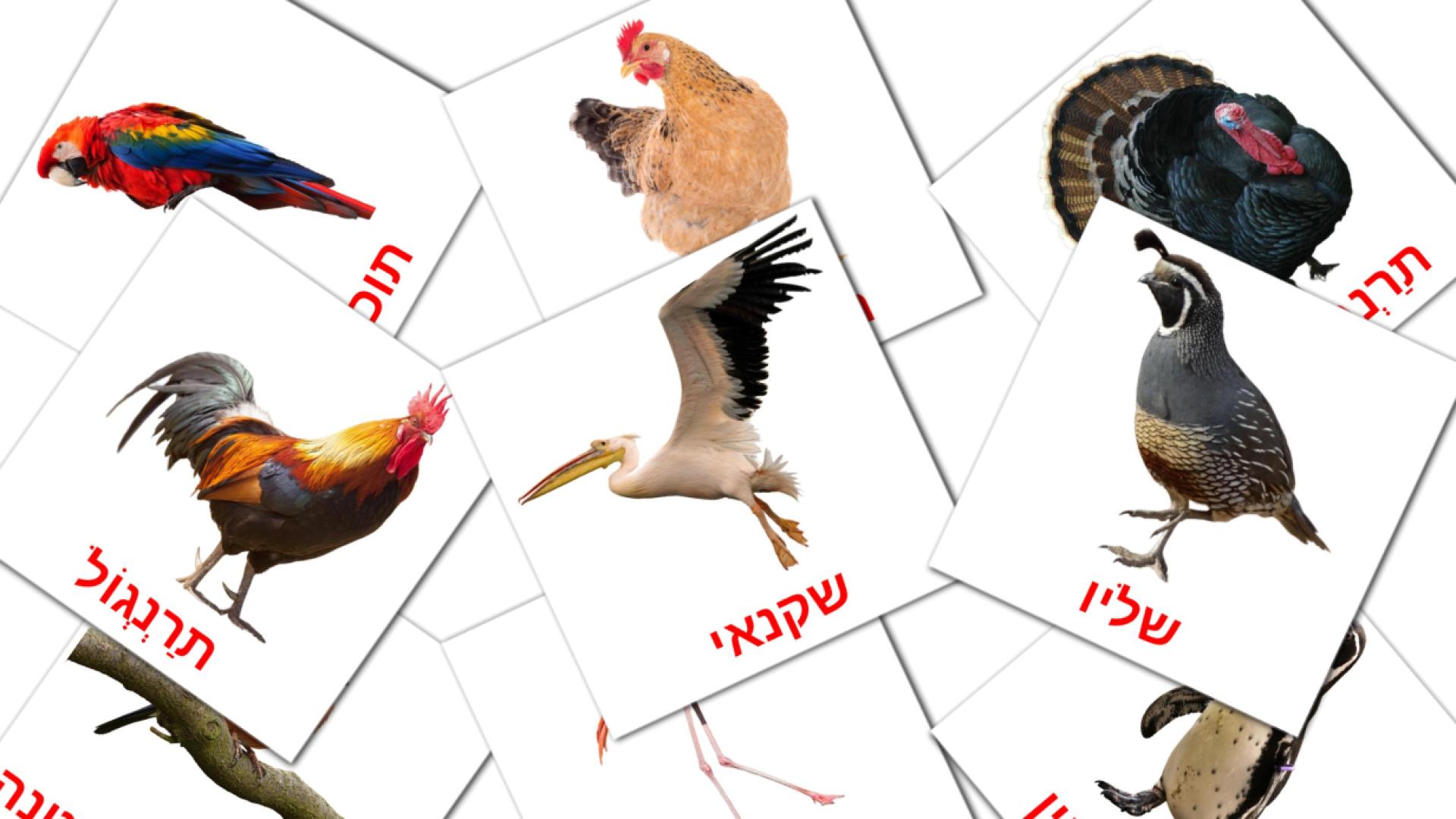 ציפורים hebrew vocabulary flashcards