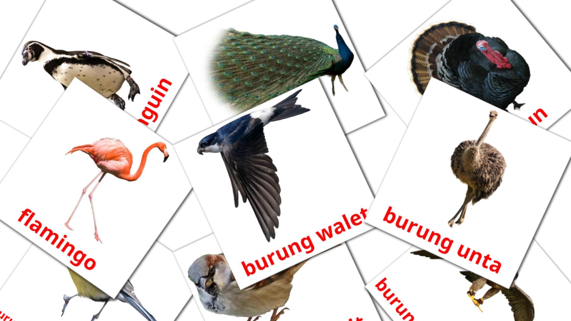 Burung Flashcards di vocabolario indonesiano