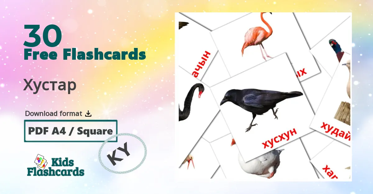 Birds flashcards