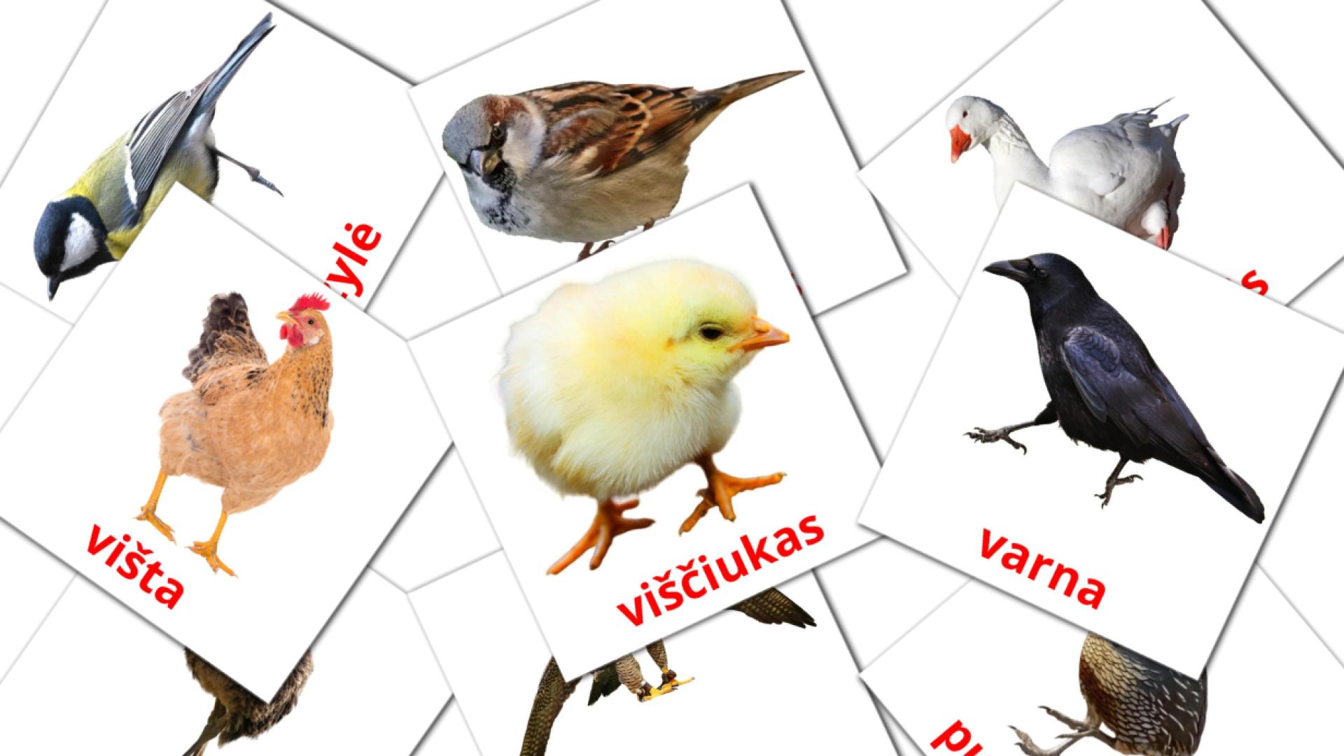 Bildkarten für Paukščiai
