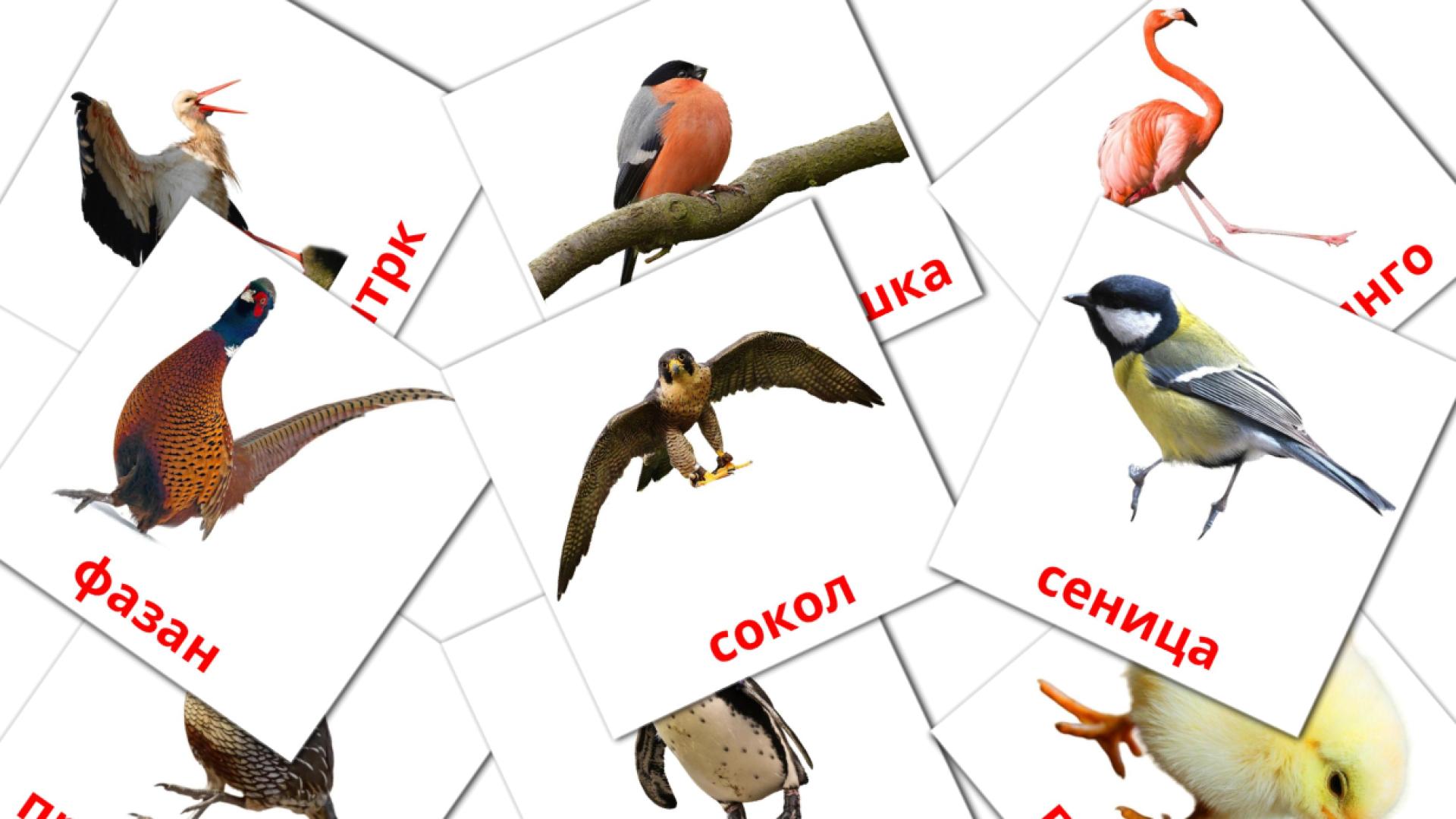 Fiches de vocabulaire macédonienes sur Птици 