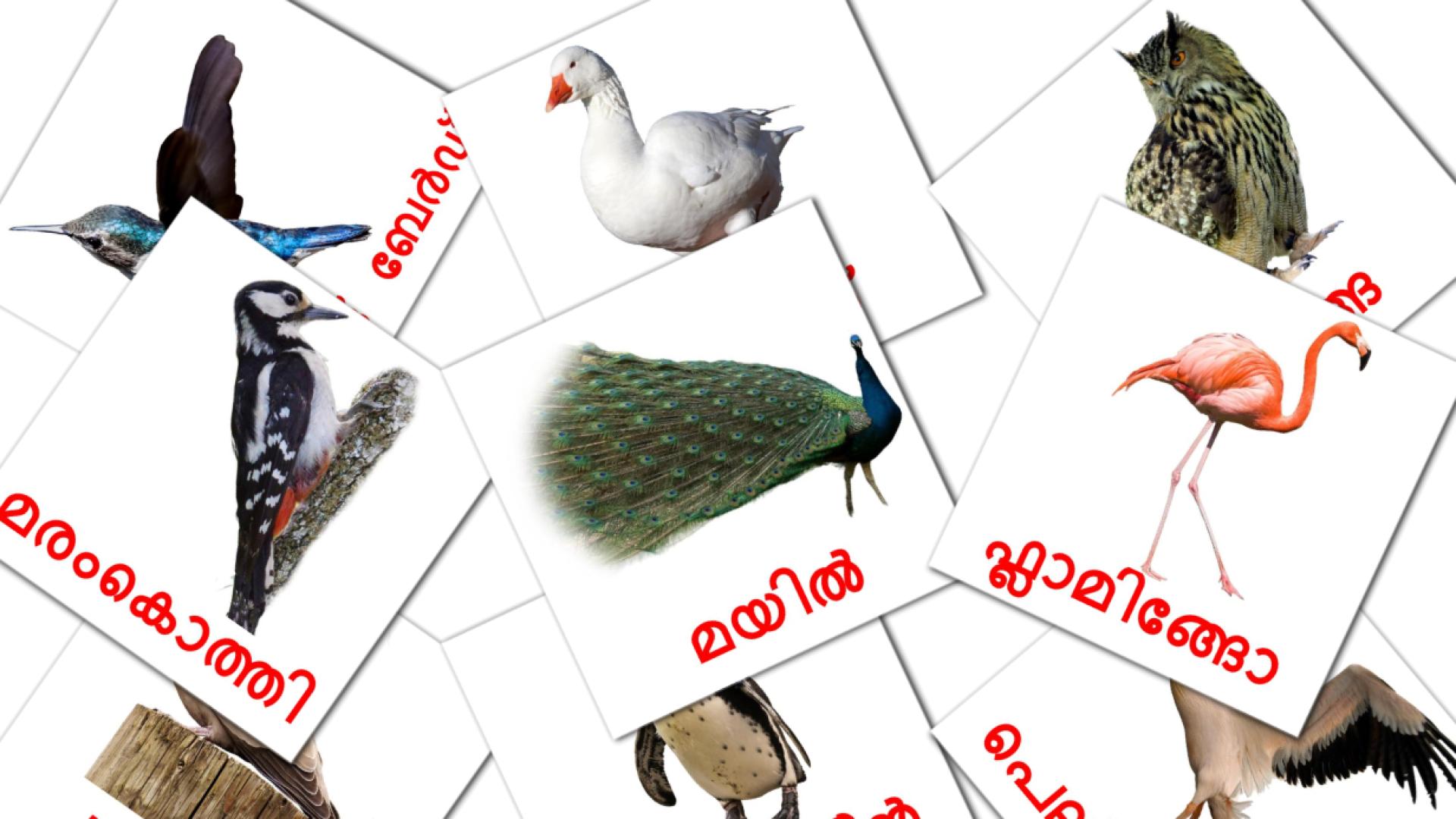 പക്ഷികൾ malayalam vocabulary flashcards
