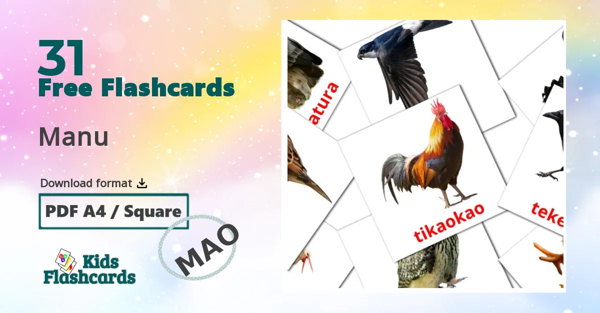 Birds flashcards