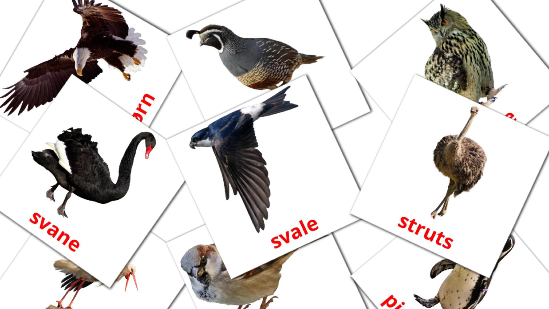 Fugler norwegian vocabulary flashcards