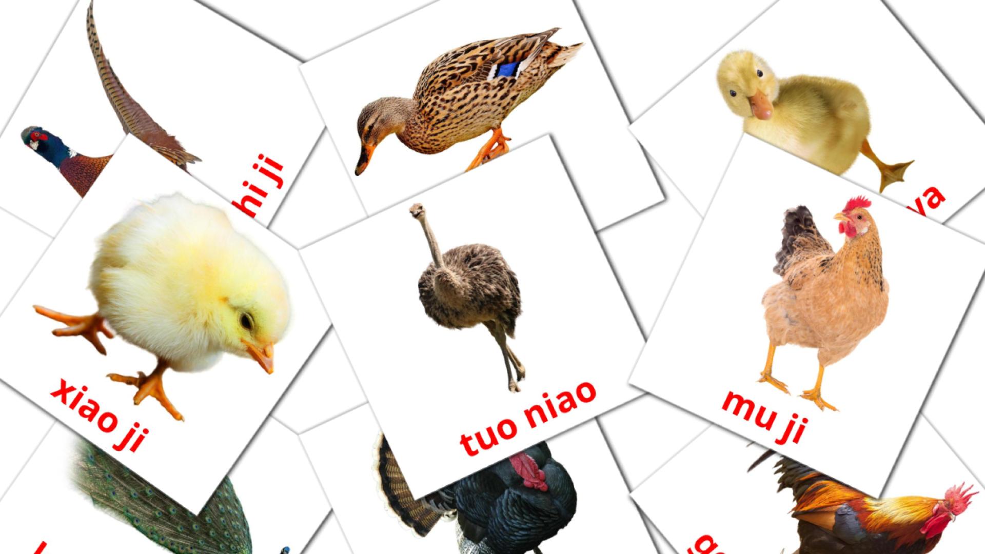 Niǎo er Vocabulário em pinyin Flashcards