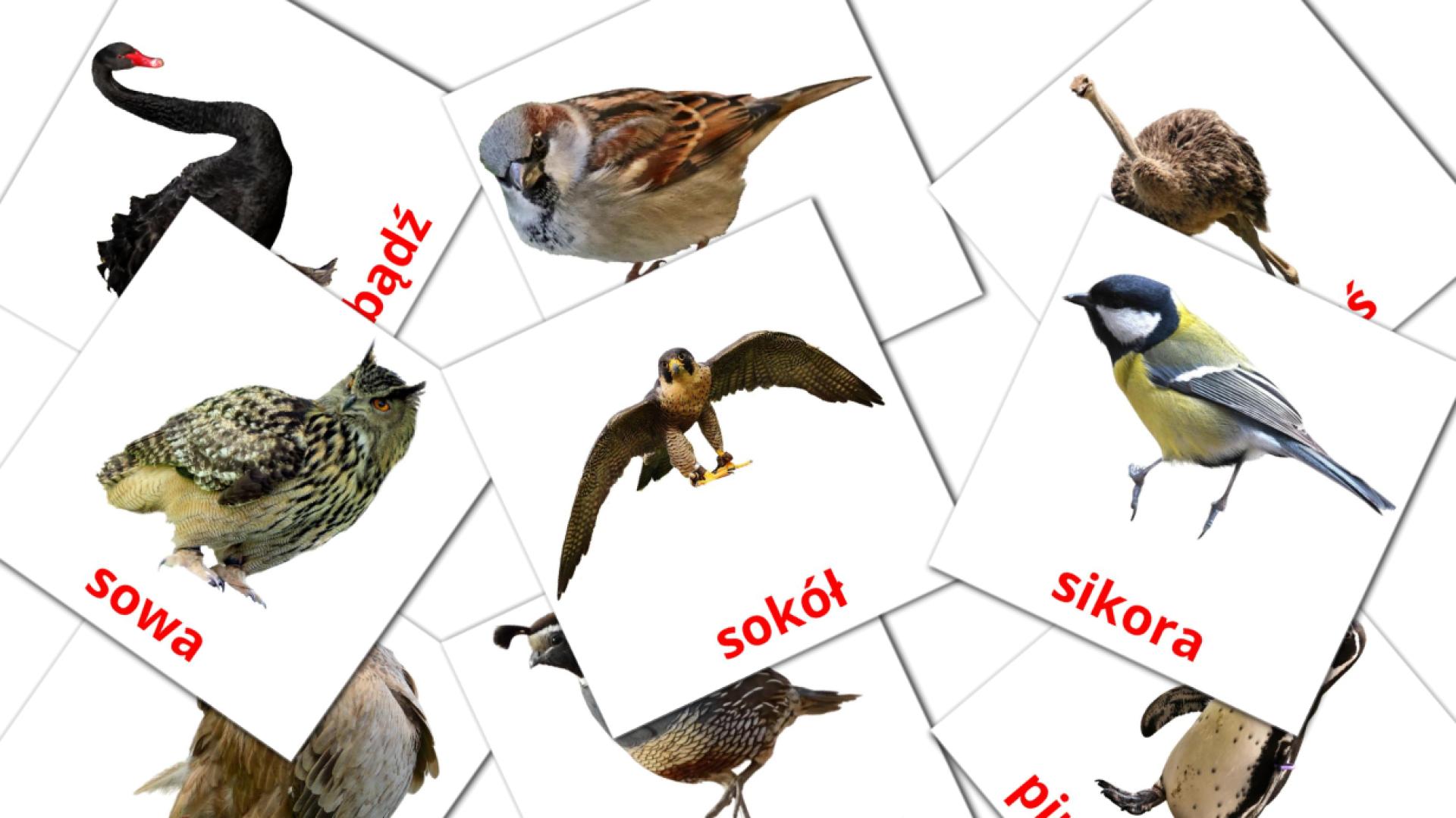 polaco tarjetas de vocabulario en Ptaki