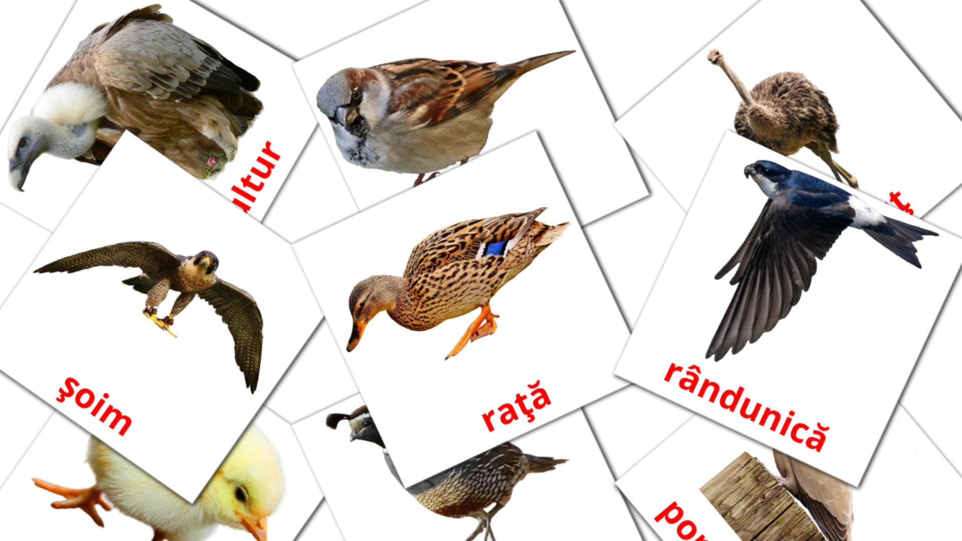 Păsări romanian vocabulary flashcards