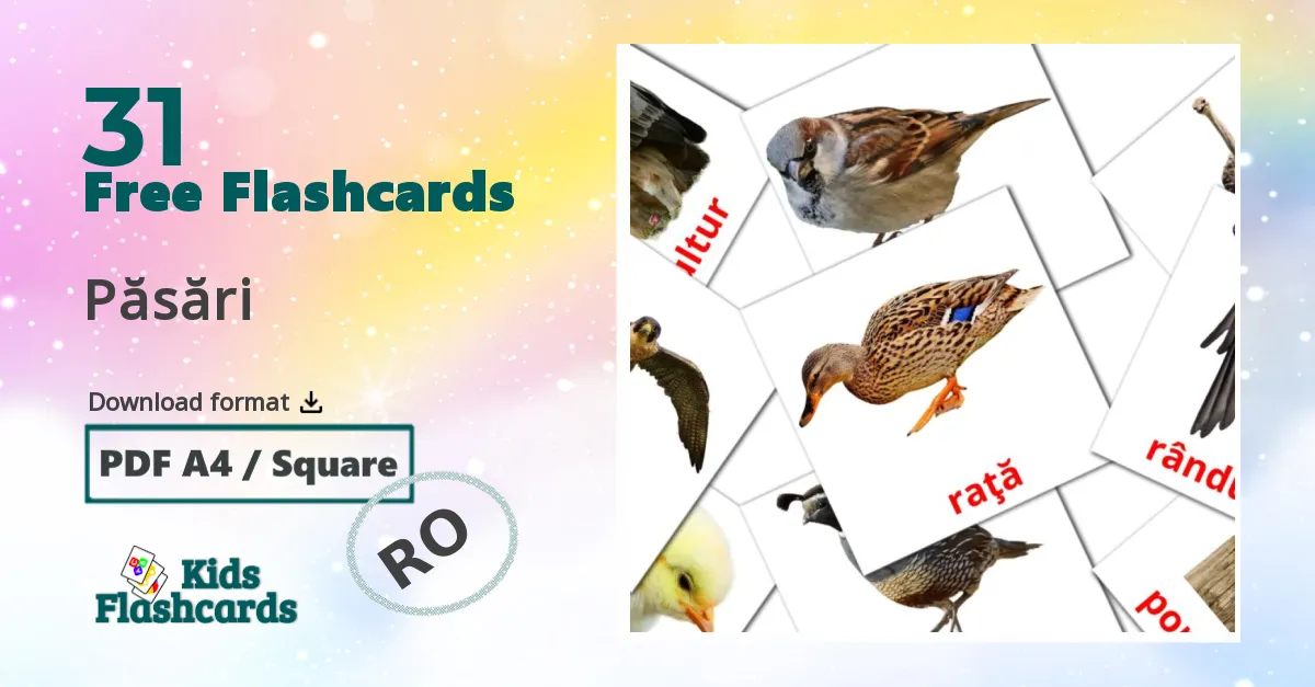 31 Păsări flashcards