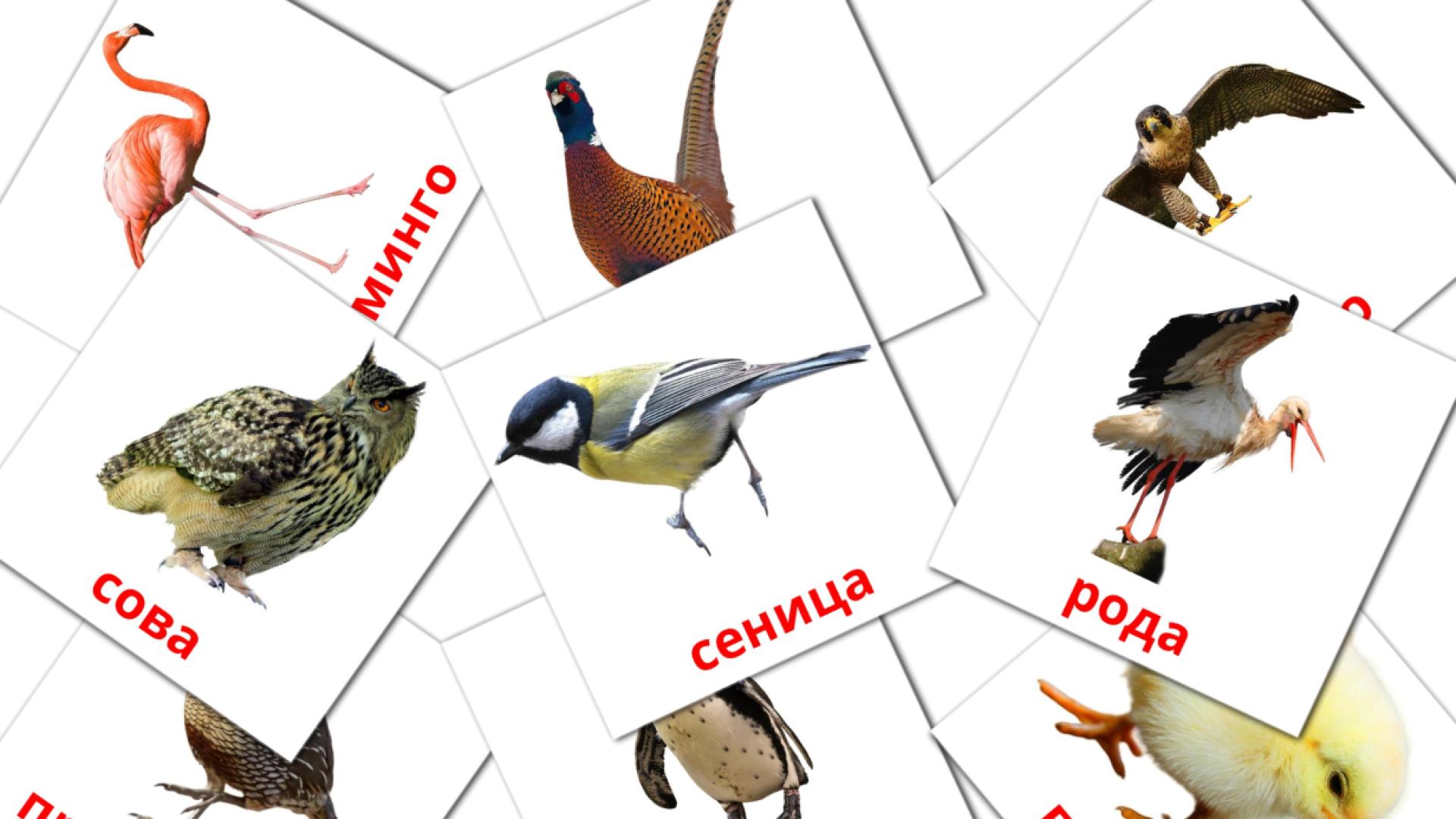 serbio(cirílico) tarjetas de vocabulario en Птице