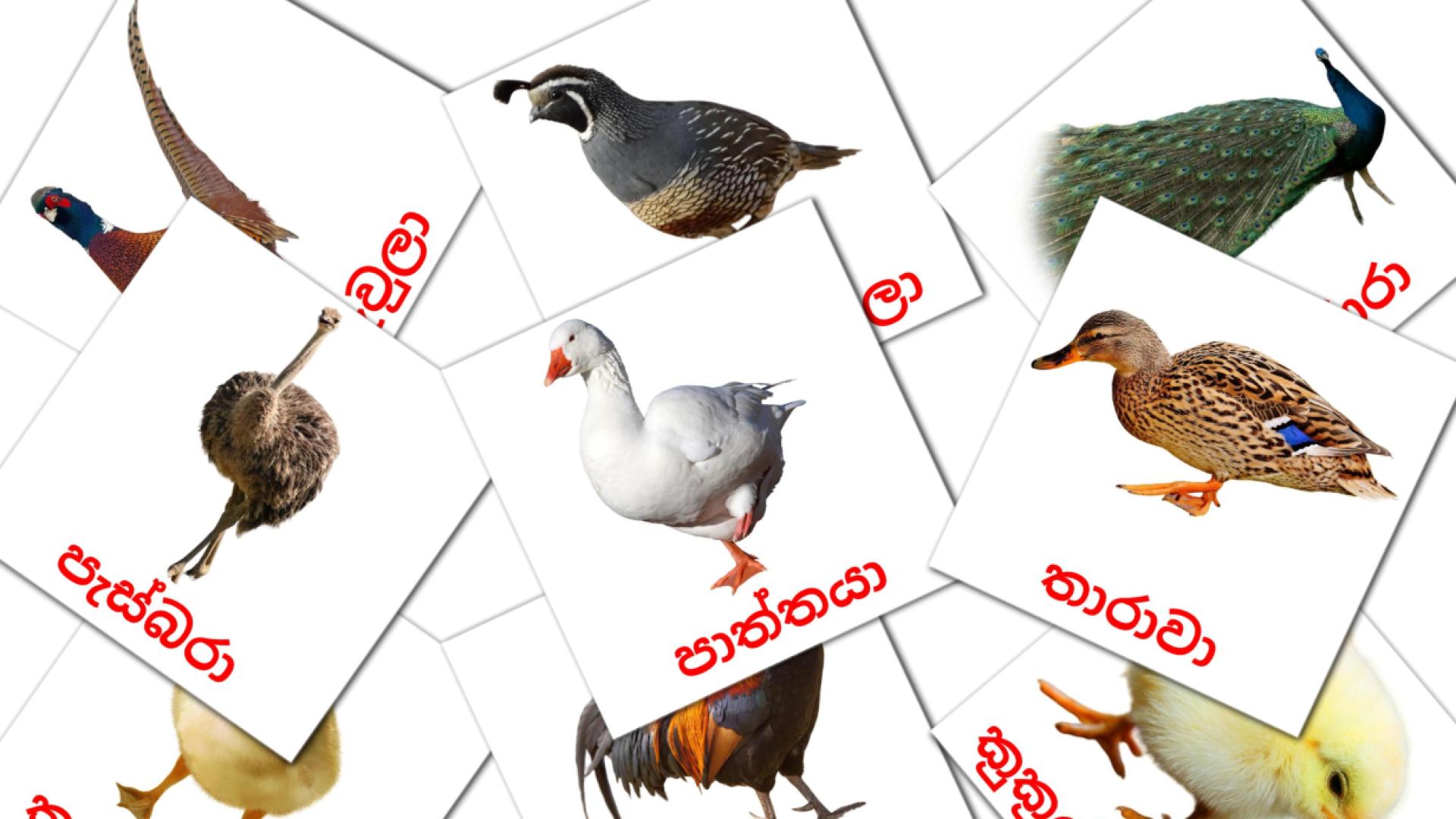 කුරුල්ලන් Flashcards di vocabolario singalese