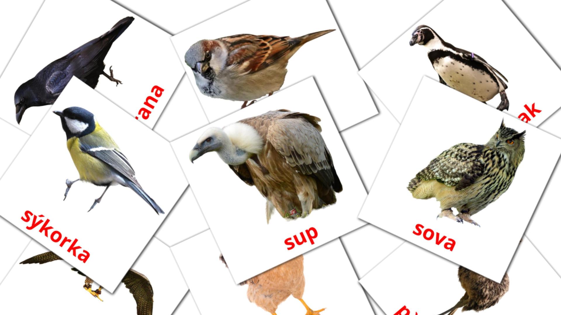 eslovaco tarjetas de vocabulario en Vtáky