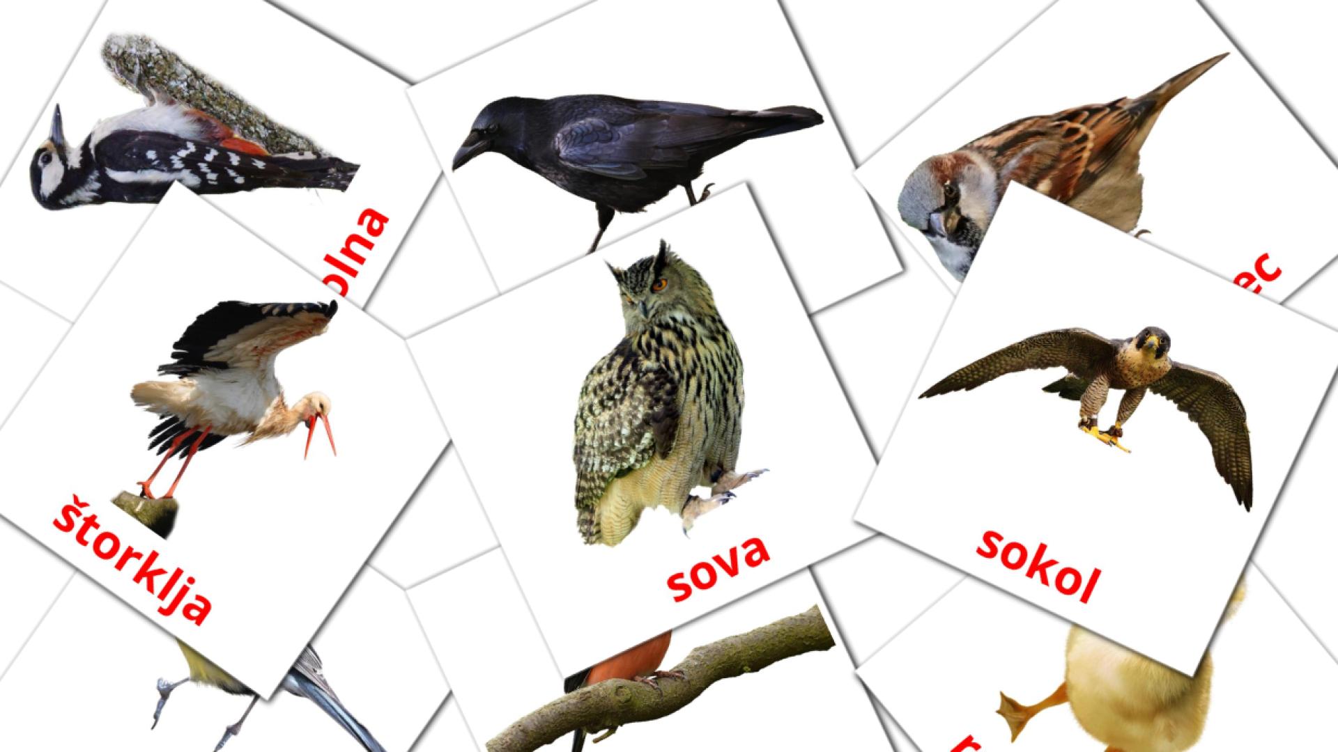 Fiches de vocabulaire slovènees sur Ptice