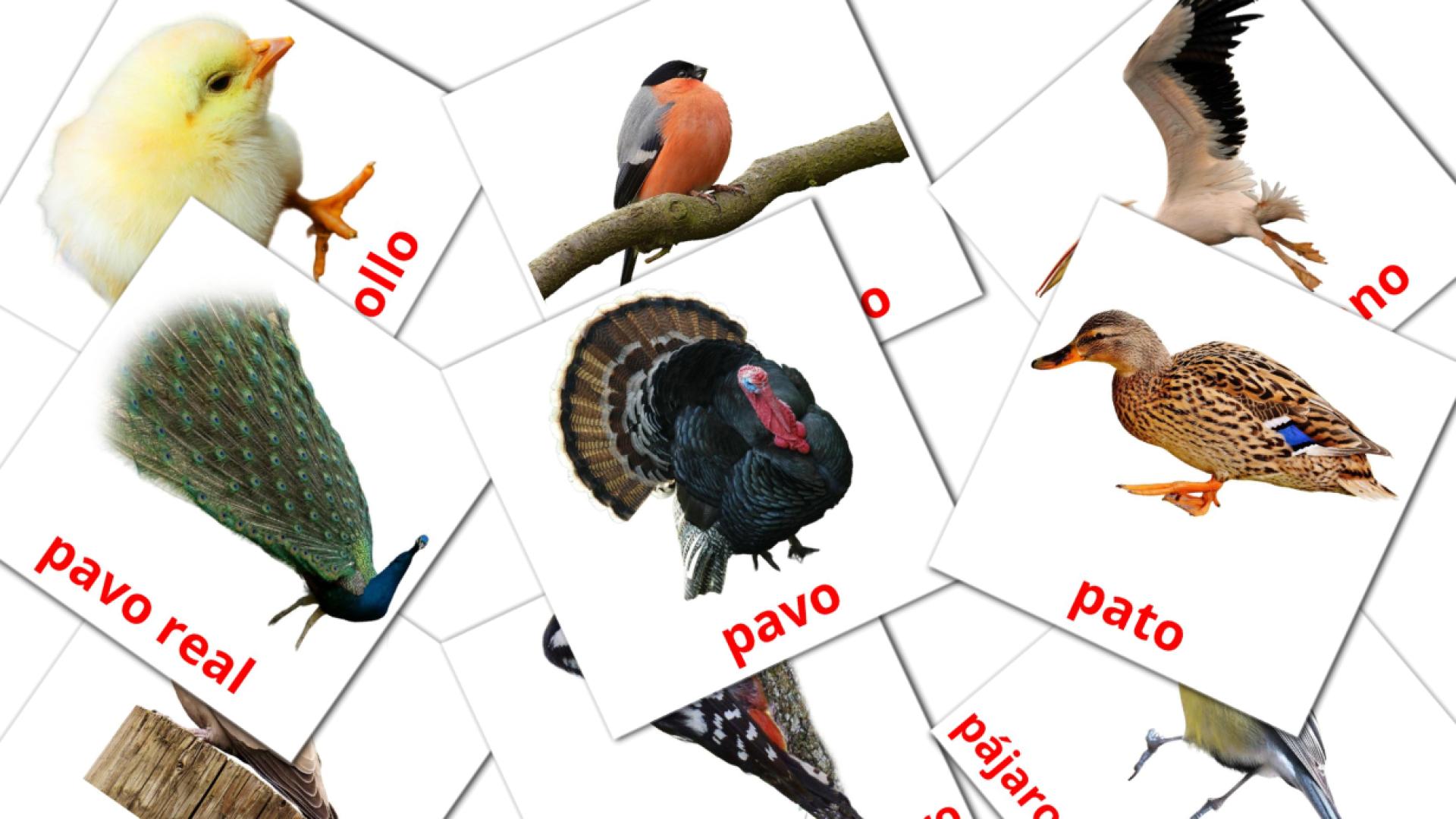 español tarjetas de vocabulario en Aves