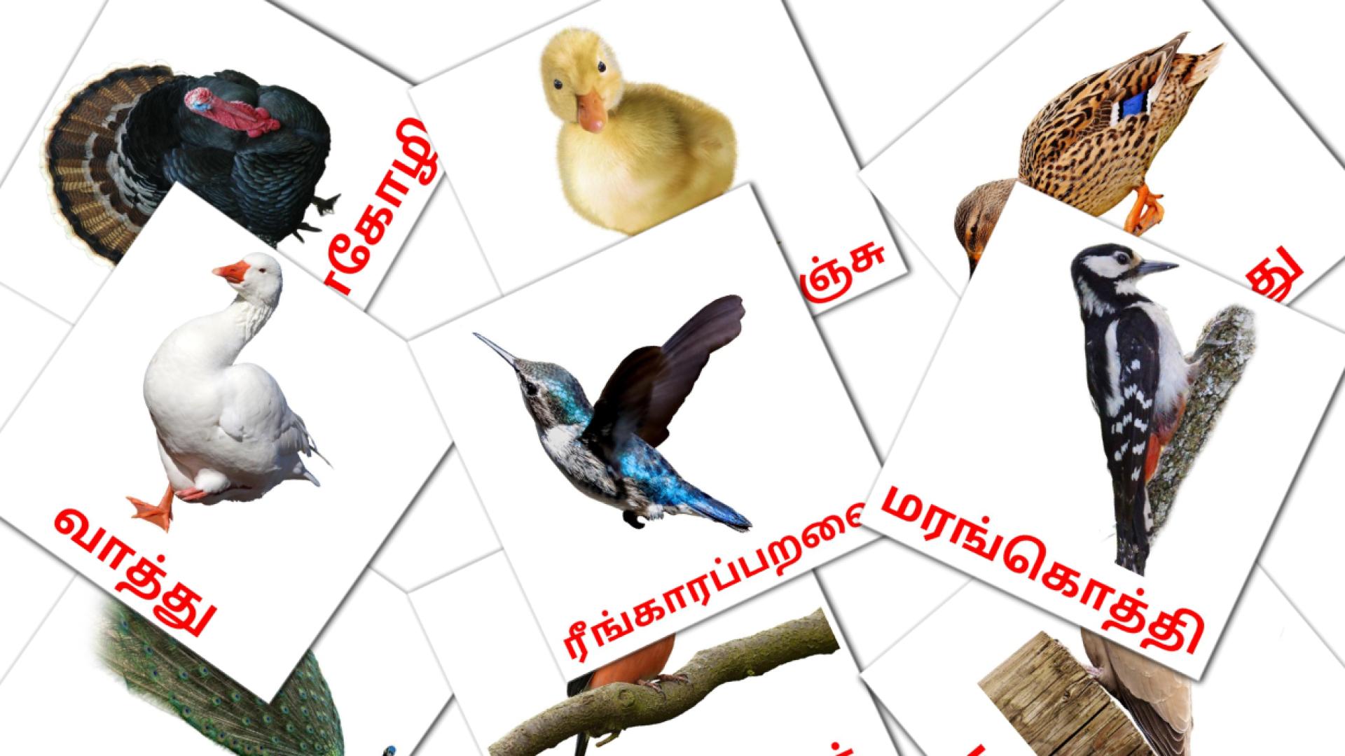 tamil tarjetas de vocabulario en பறவைகள்