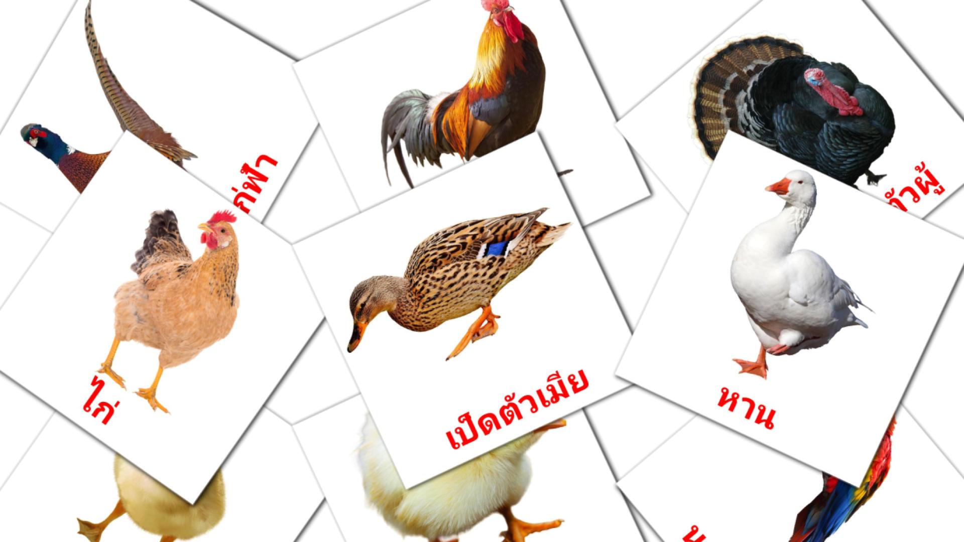 tailandés tarjetas de vocabulario en นก